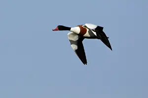Shelducks: Shelduck - Adult male in flight