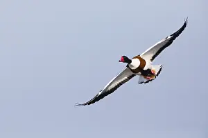 Shelduck: Shelduck - adult male in flight, Island of Texel