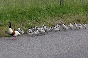 Shelducks: Shelduck - Adult male leading ducklings along coast road