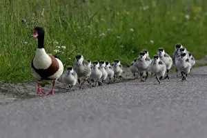 Shelducks: Shelduck - Adult male leading ducklings along coast road