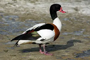 Shelducks: Shelduck - Adult Male, resting. Side view