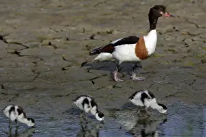 Shelducks: Shelduck - Female with 3 ducklings, feeding