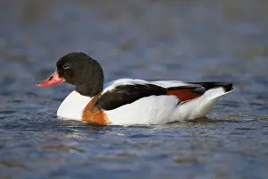 Shelducks: Shelduck - female