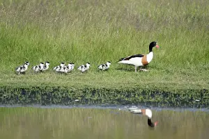 Shelducks: Shelduck - female parent bird with ducklings