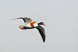 Shelducks: Shelduck - in flight