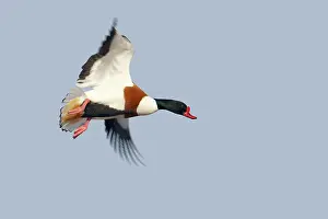 Shelducks: Shelduck - in flight