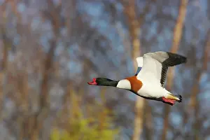 Shelducks: Shelduck - in flight