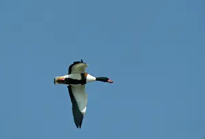 Shelducks: Shelduck - In flight