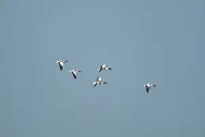 Shelducks: Shelduck - In flight