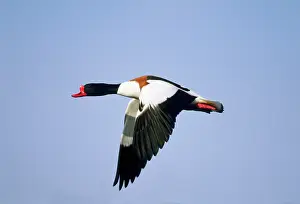 Shelducks: Shelduck - in flight