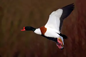 Tadorna: Shelduck - In Flight