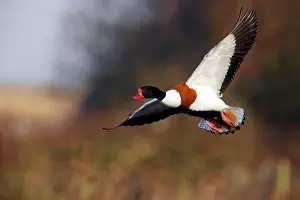 Tadorna: Shelduck - In Flight