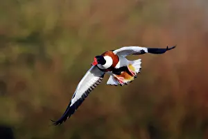 Tadorna: Shelduck - In Flight