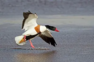 Shelducks: Shelduck - in flight - coming in to land