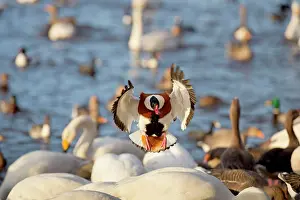 Shelducks: Shelduck in flight with mixed species of swans geese