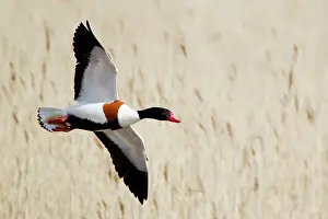 Shelducks: Shelduck - in flight over reed bed