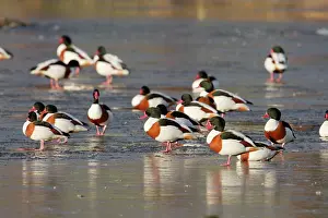 Shelducks: Shelduck - on ice