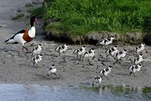 Shelducks: Shelduck - Male adult with ducklings on seashore