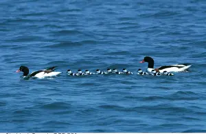 Father: SHELDUCK - male and female adults with ducklings