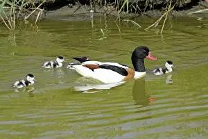 Shelducks: Shelduck - male parent bird swimming in creek with ducklings