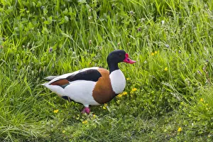 Tadorna: Shelduck - male walking on meadow, Island of Texel