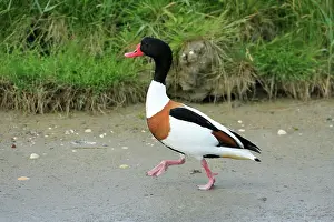 Shelducks: Shelduck - male, walking along seashore