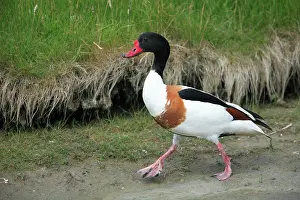 Shelducks: Shelduck - male, walking along seashore