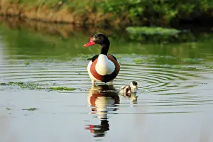 Shelducks: Shelduck - parent bird with duckling