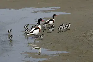 Shelducks: Shelduck - Parent birds with ducklings on mudflats