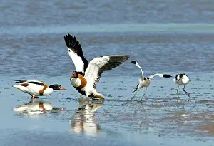 Shelducks: Shelduck - Pied Avocet (Recurvirostra avosetta)