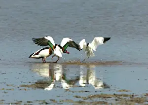 Shelducks: Shelduck and Pied Avocet (Recurvirostra avosetta)