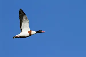 Shelducks: Shelduck - Single adult bird in flight