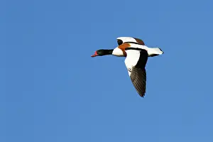 Shelducks: Shelduck - Single adult bird in flight