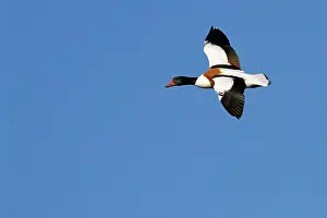 Shelducks: Shelduck - Single adult bird in flight