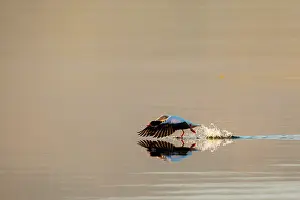 Shelduck: Shelduck (Tadorna tadorna). Scotland