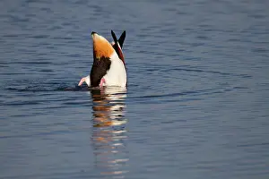 Upended: Shelduck - upending