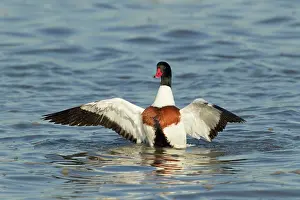Tadorna: Shelduck - washing