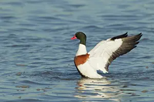 Tadorna: Shelduck - washing