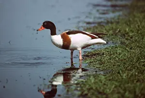 Shelduck: SHELDUCK - at waters edge