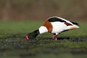 Shelducks: Shelduck winter