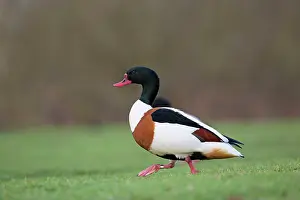 Shelducks: Shelduck winter