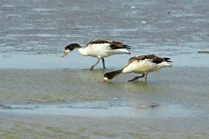 Shelducks: Shelduck - two in winter plumage feeding on mudflats