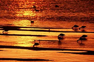 Chris Knights: SHELDUCKS - feeding during sunset