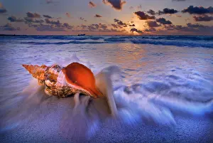 Seashells: Shell on a beach in Tulum, Yucatan, Mexico, North