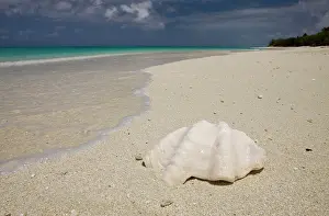 Relax: Shell at Bikini Beach, Marshall Islands, Bikini