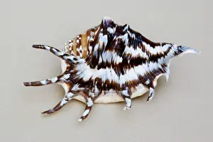Conch: Shell - closeup of dorsal view of Spider conch