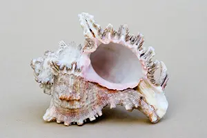 Important: Shell - closeup of underside of marine Murex shell