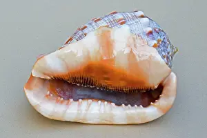 Helmet: Shell - closeup of ventral view of large Helmet