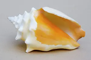 Strombus: Shell - closeup of ventral view of small conch