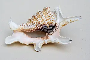 Conch: Shell - closeup of ventral view of Spider conch